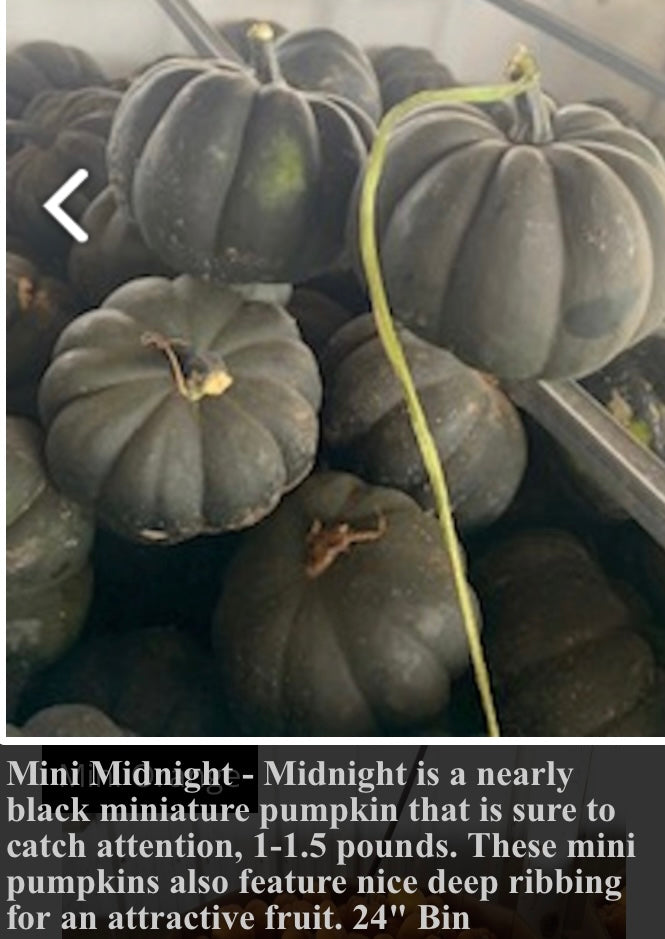 Mini Midnight Pumpkin – Parkhurst Pumpkin Patch