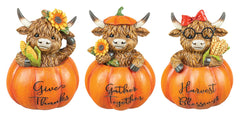 HIGHLAND COW IN PUMPKIN