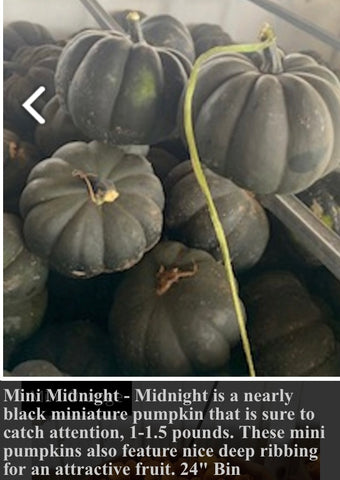 Mini Midnight Pumpkin