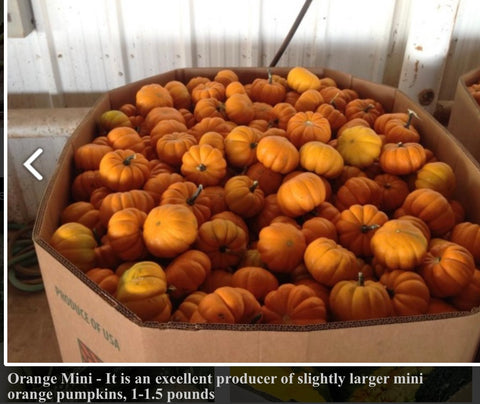 Mini Pumpkin Bin